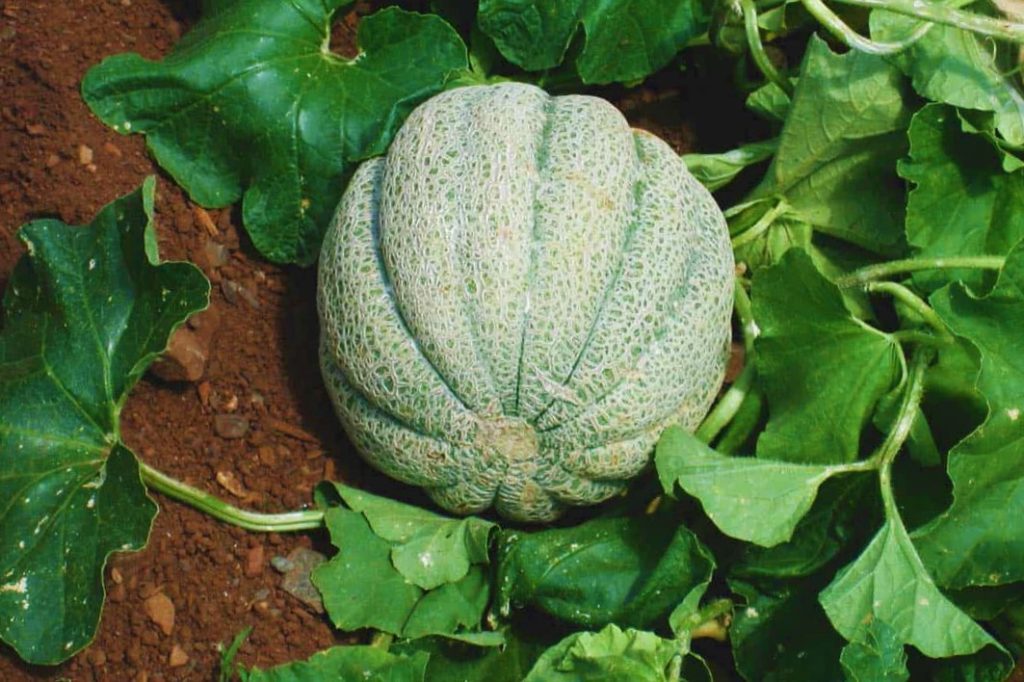 muskmelon