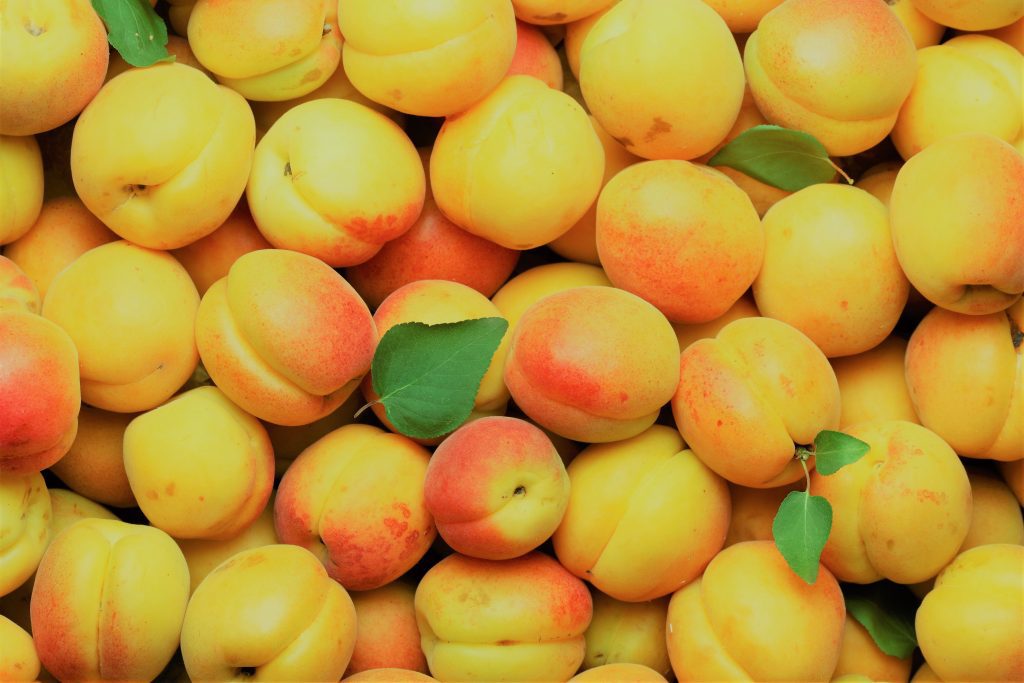 Apricot