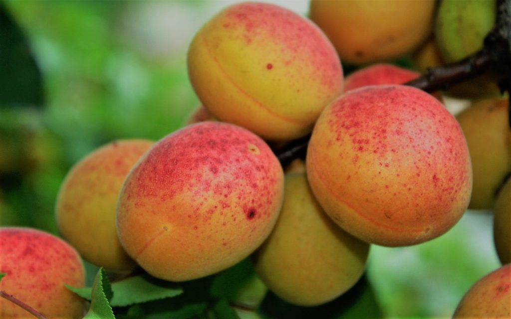 Apricot know about Descriptions, facts and health benefits
