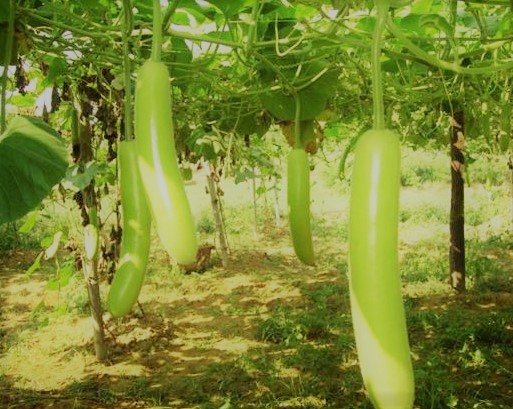 Bottle Gourd -know about nutrition facts and health benefits