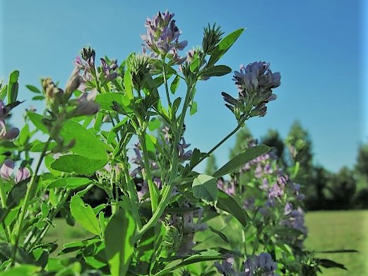 alfalfa