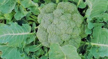 Broccoli – Know About its planting ,Nutrition’s fact And Benefits