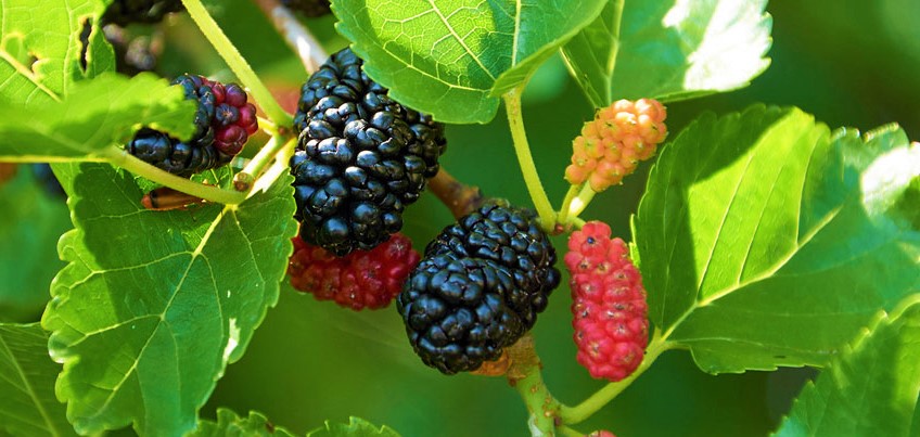 mulberry