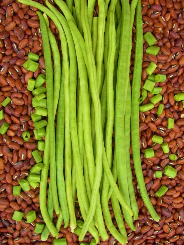 Cowpea