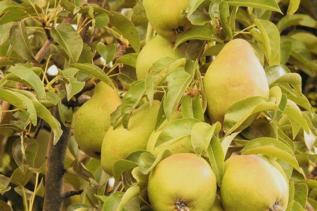 pears