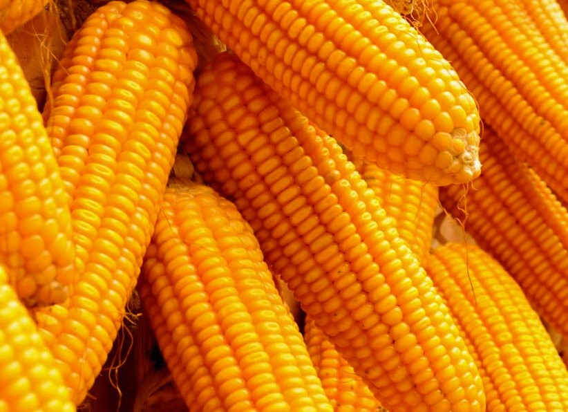 corn