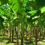 Banana Production in India