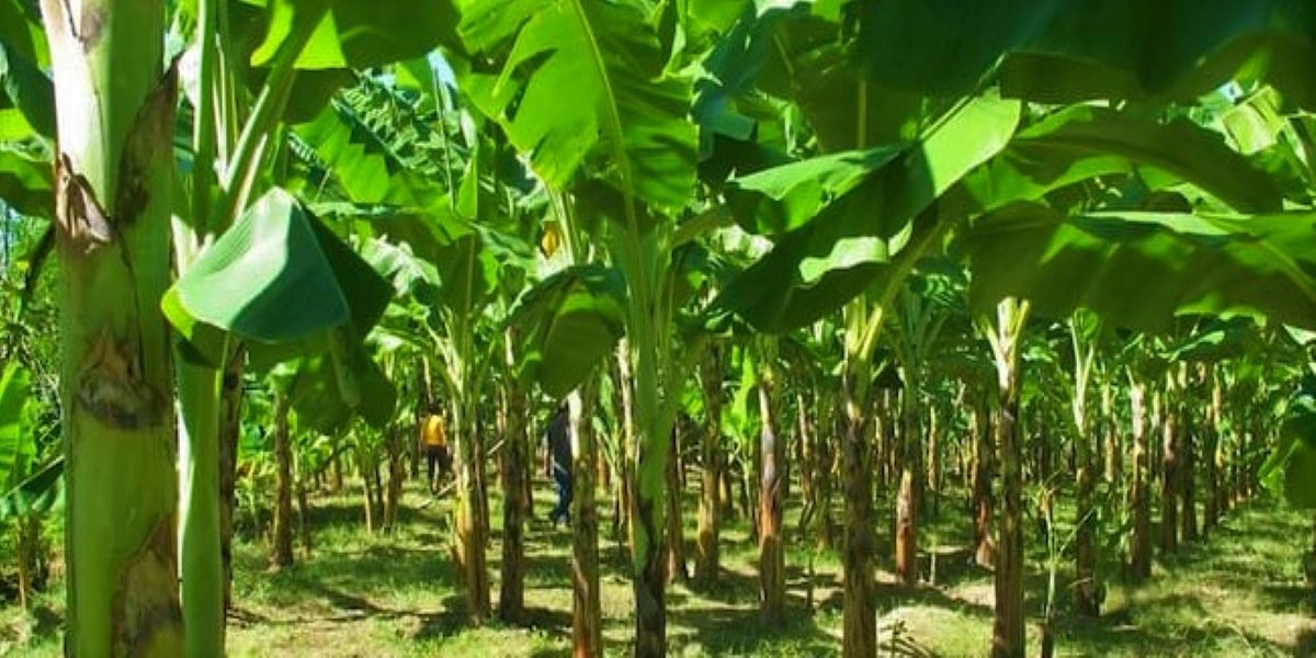 Banana Production in India
