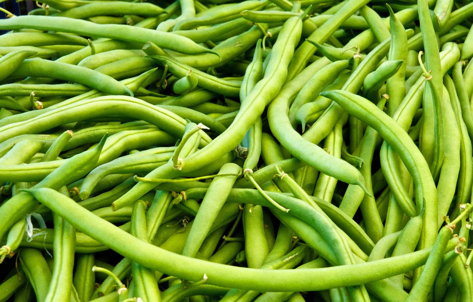 Beans Vegetable Definition And Top Benefits Through Beans