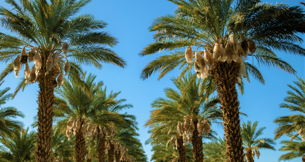 Dates Fruits