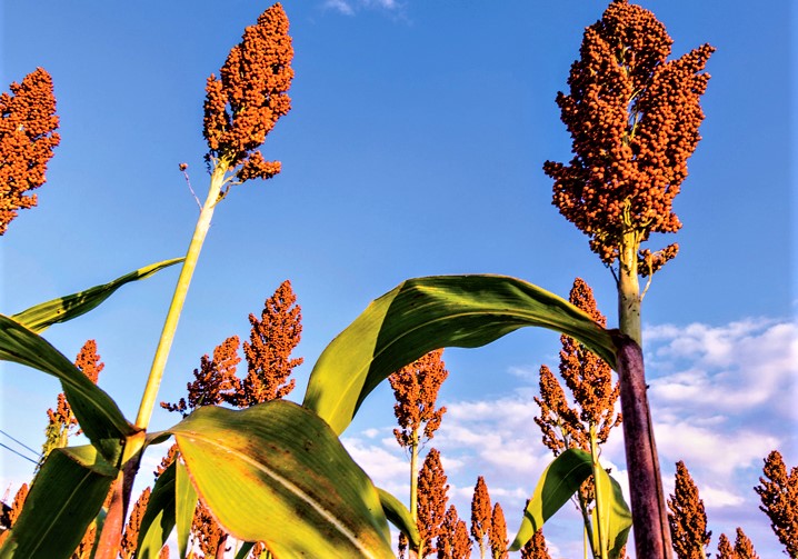 Sorghum - Requirements for production of Sorghum in India