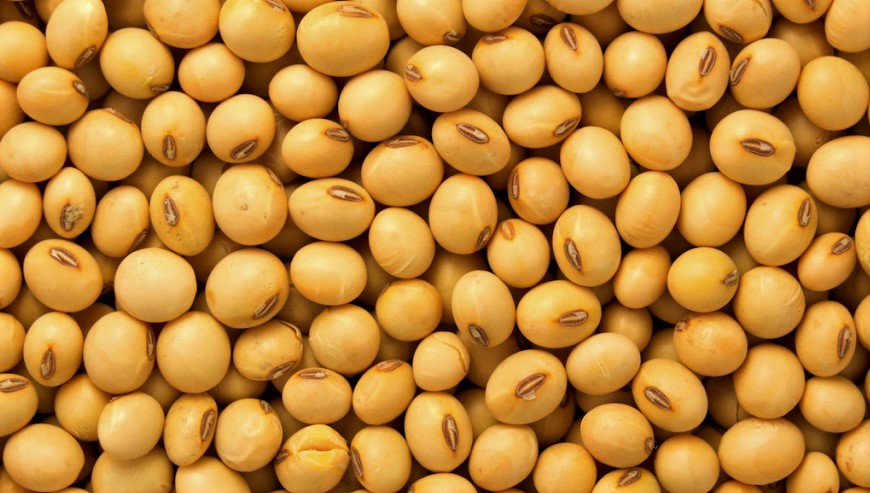 Soyabean