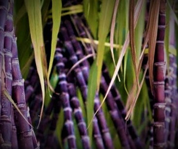 sugarcane