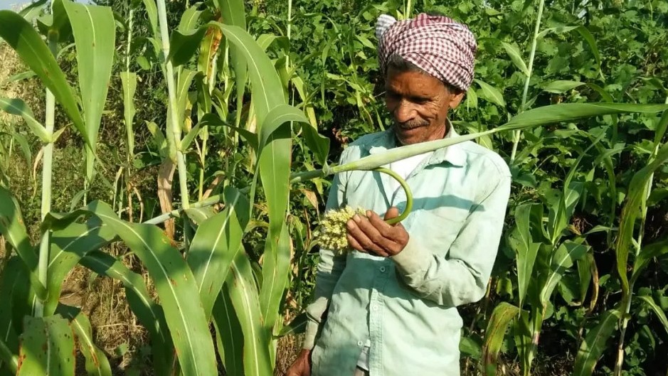 Millets-production