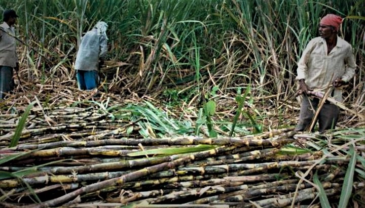 Sugarcane Production