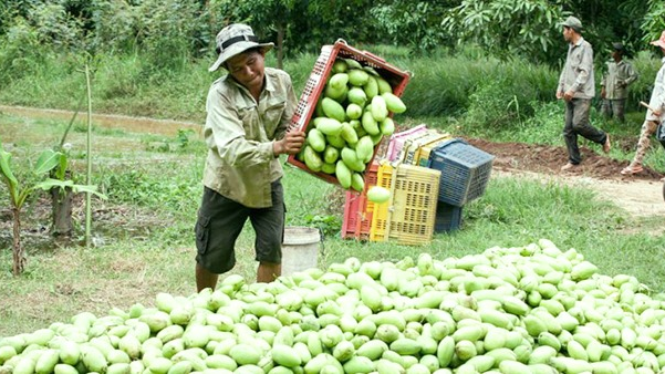 Mango Production