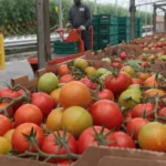 tomato Production
