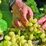 Grapes Production
